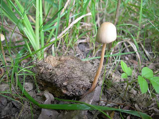 Funghi di frontiera